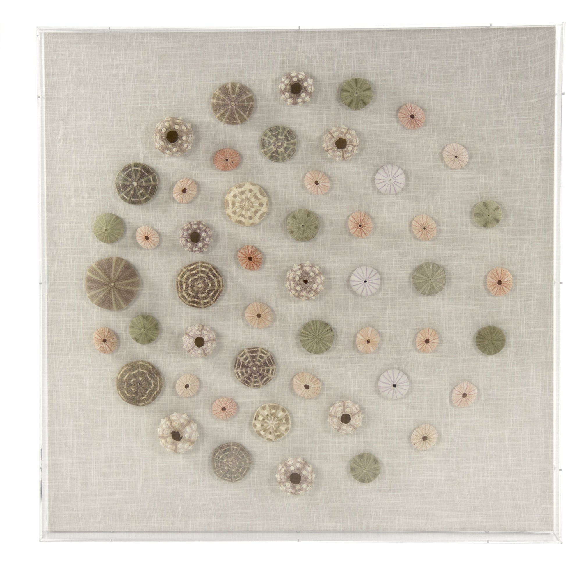 Abstract Shell Wall Art by Zentique. Made from unique in a modern style.
