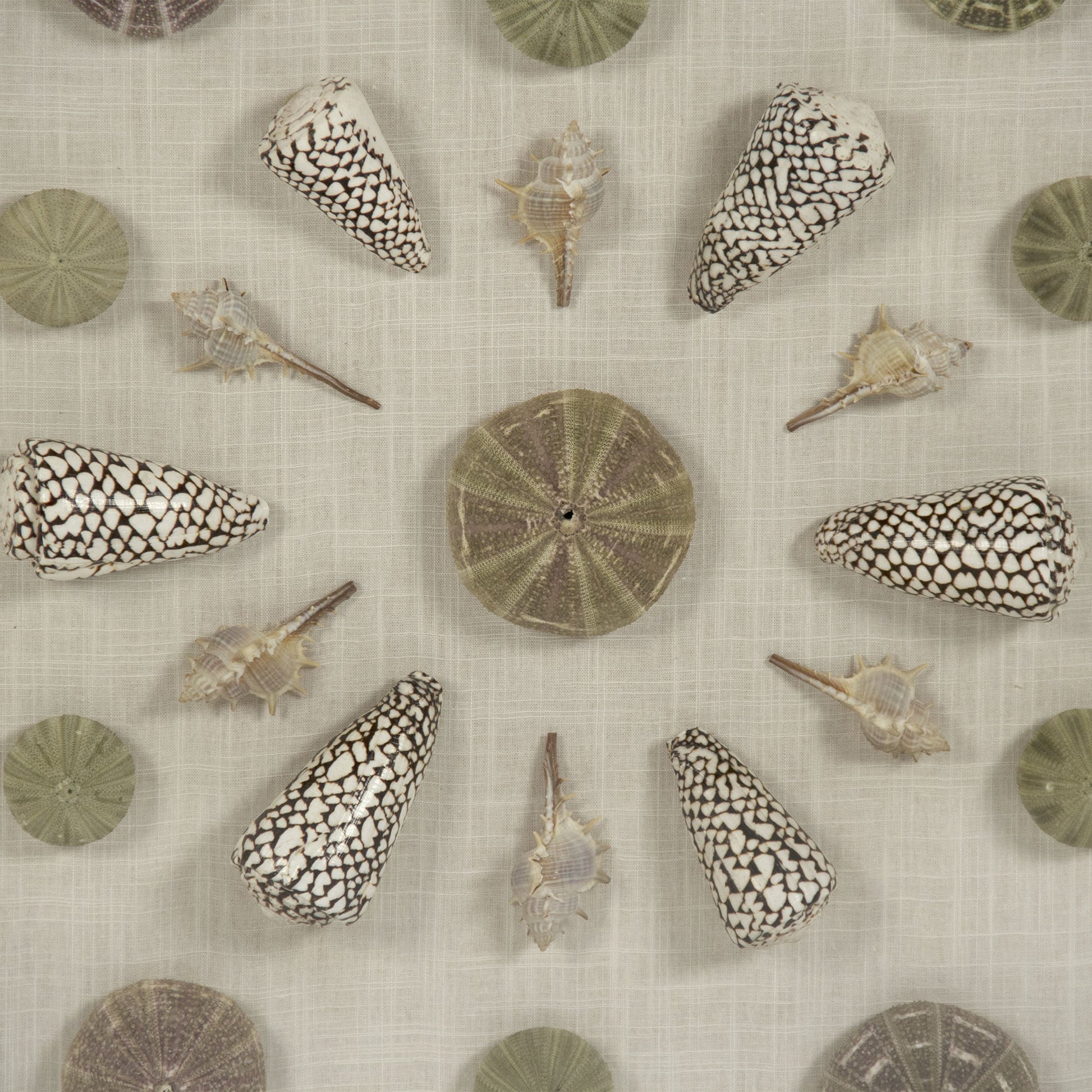 Abstract Shell Wall Art by Zentique. Made from unique in a modern style.