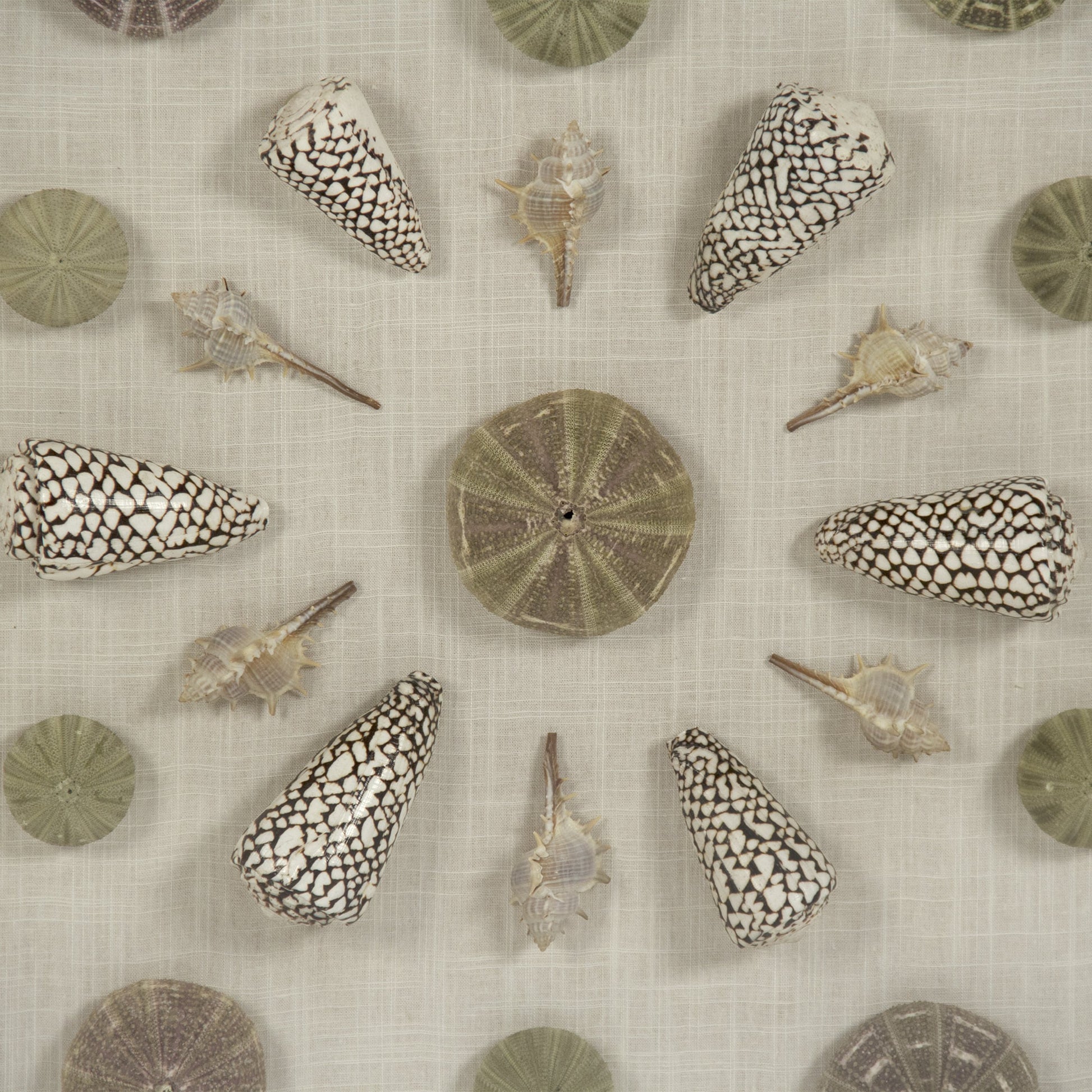 Abstract Shell Wall Art by Zentique. Made from unique in a modern style.