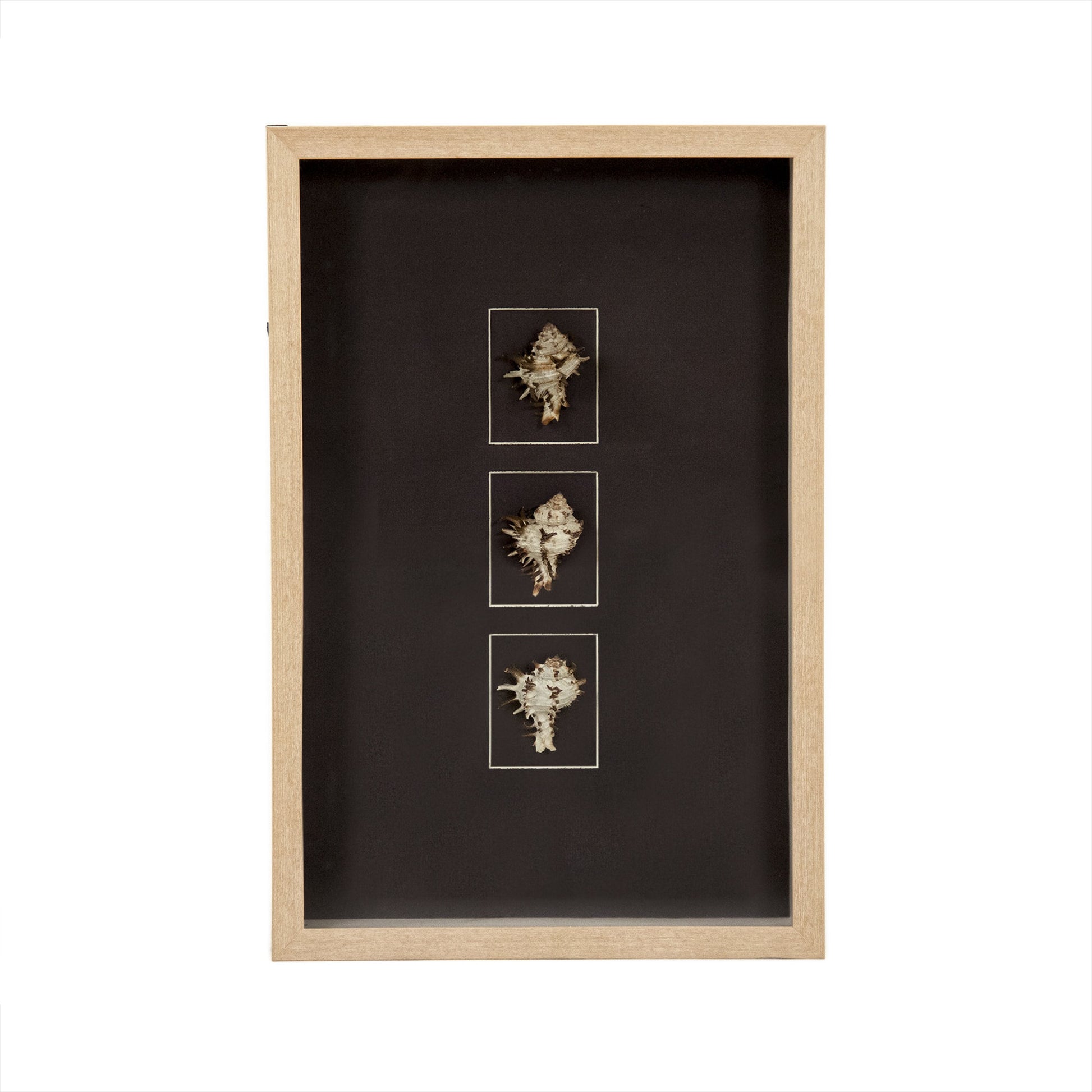 Abstract Shell Wall Art by Zentique. Made from unique in a modern style.
