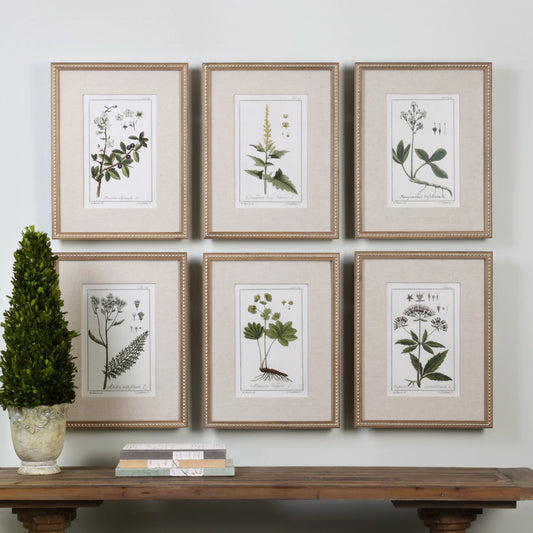 Green Floral Botanical Study Prints (Set of 6) by Uttermost in multi. Made from pine in a cottage & farmhouse style.