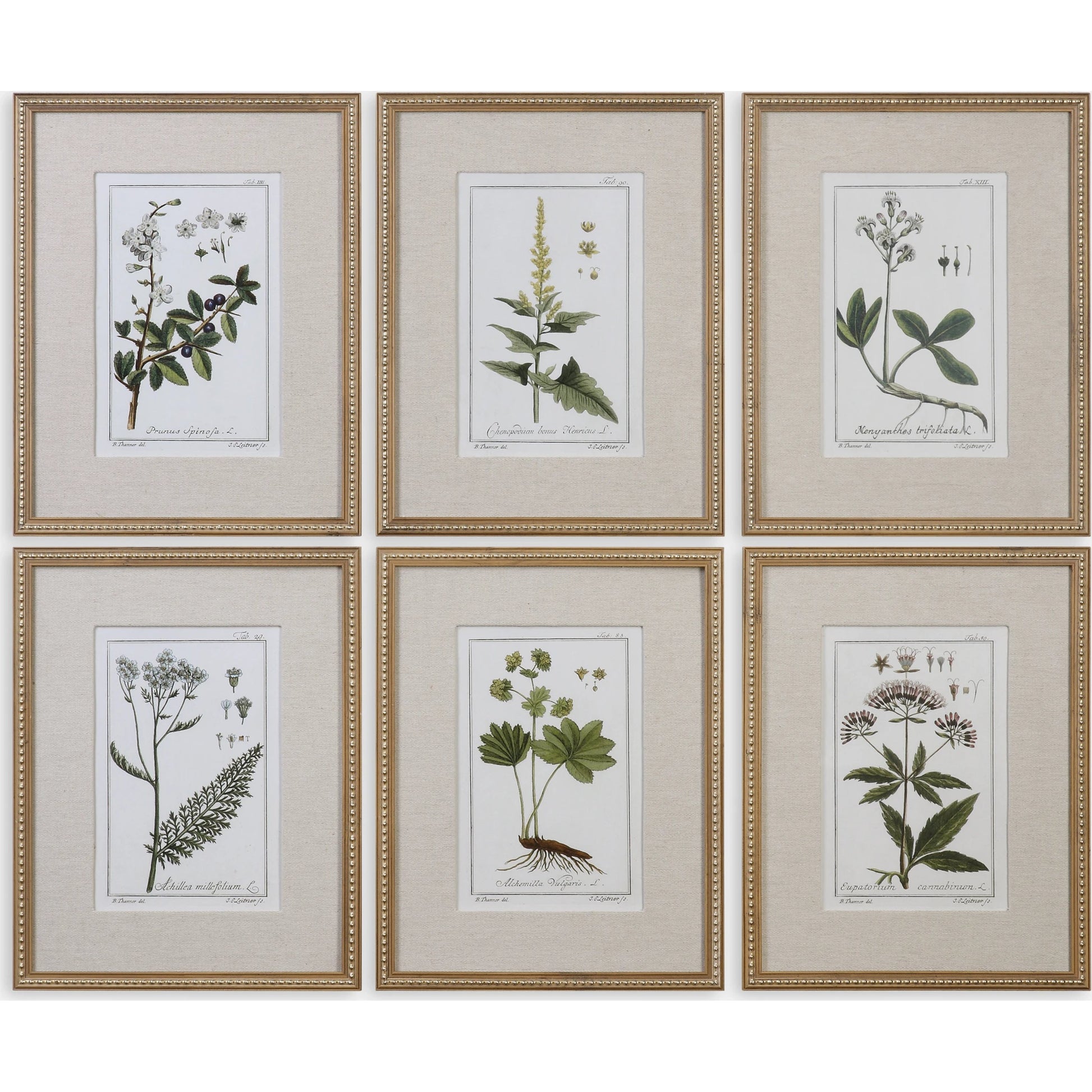 Green Floral Botanical Study Prints (Set of 6) by Uttermost in multi. Made from pine in a cottage & farmhouse style.