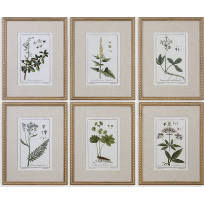Green Floral Botanical Study Prints (Set of 6) by Uttermost in multi. Made from pine in a cottage & farmhouse style.