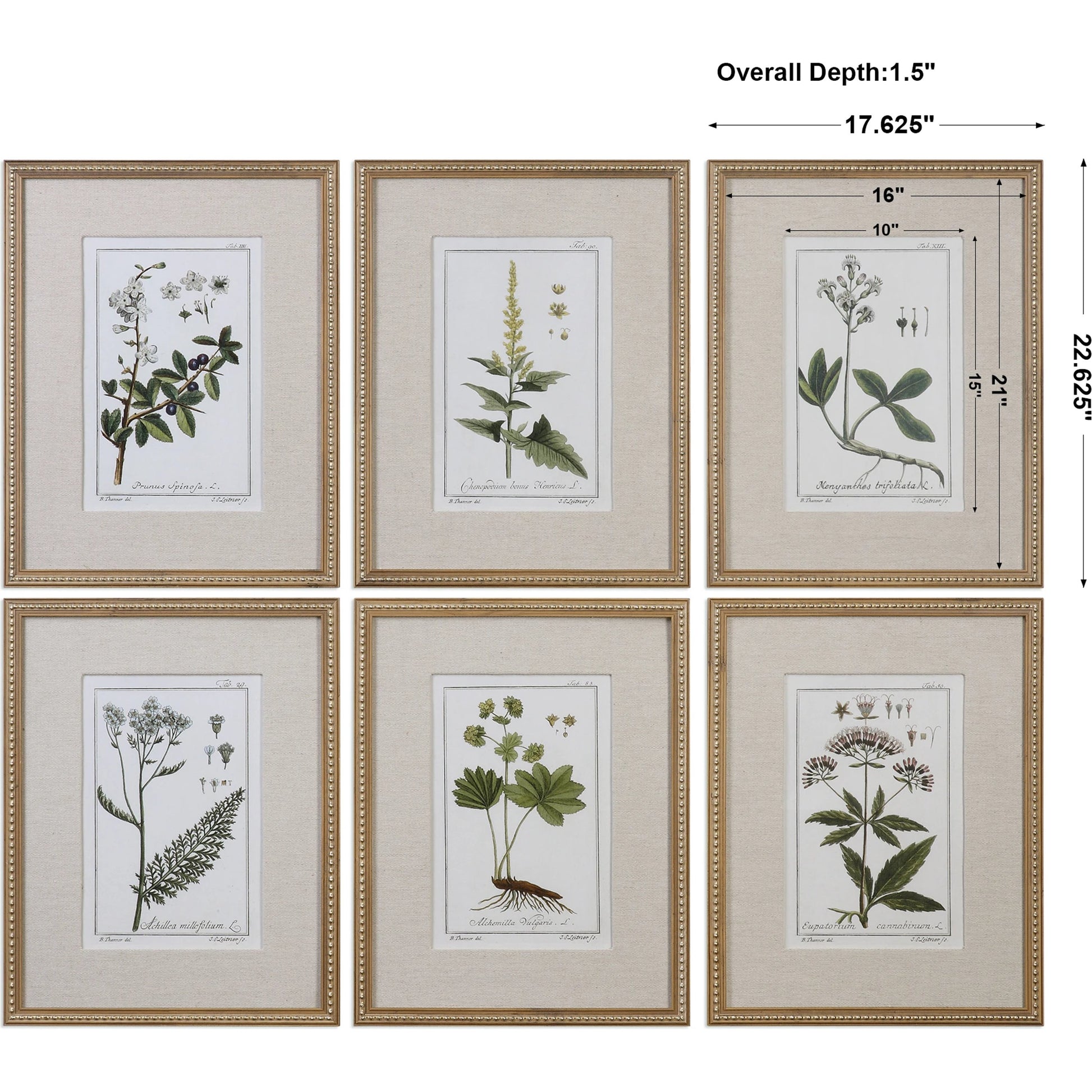 Green Floral Botanical Study Prints (Set of 6) by Uttermost in multi. Made from pine in a cottage & farmhouse style.