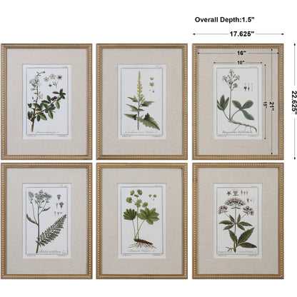 Green Floral Botanical Study Prints (Set of 6) by Uttermost in multi. Made from pine in a cottage & farmhouse style.