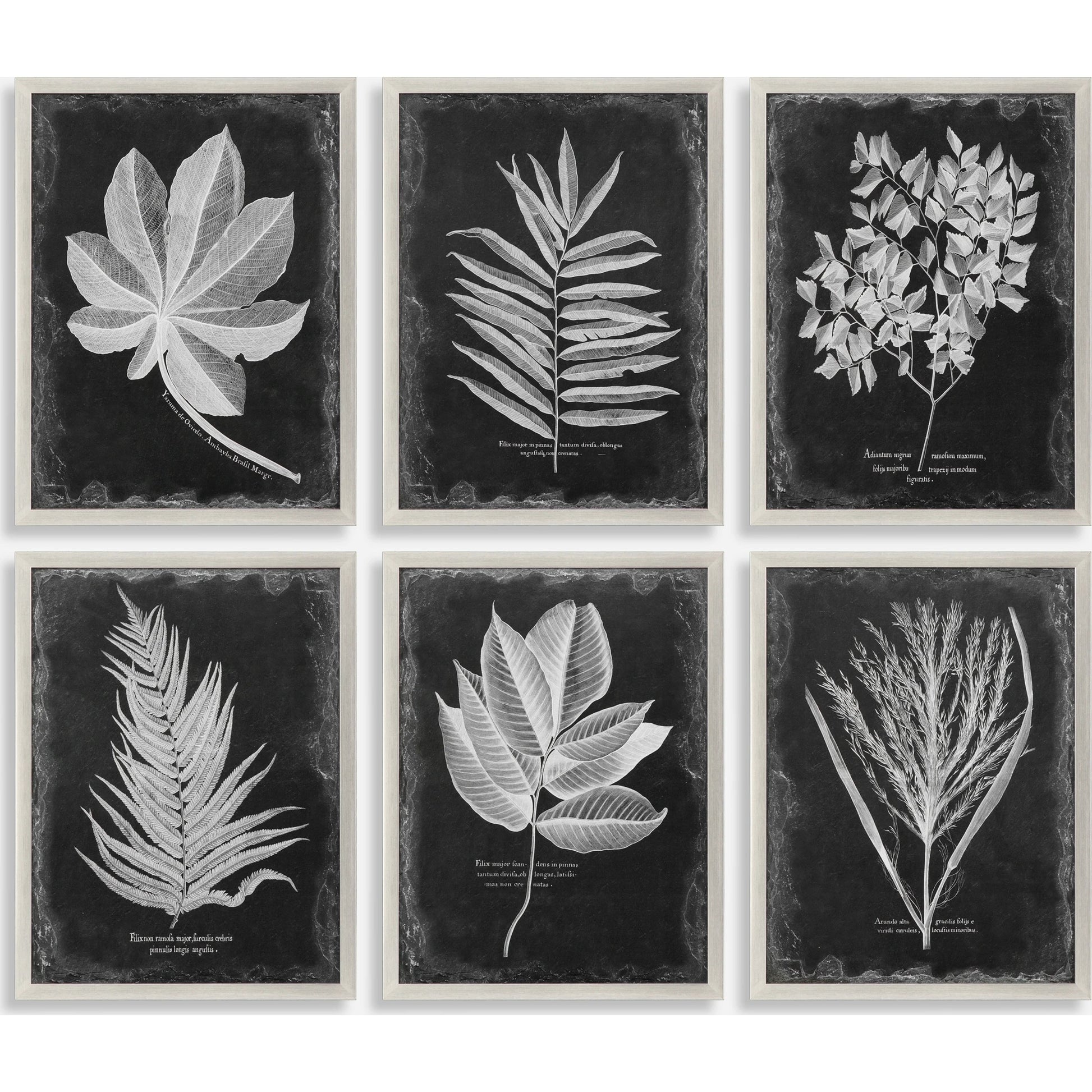 Foliage Framed Prints (Set of 6) by Uttermost in multi. Made from plastic, glass in a cottage & farmhouse style.