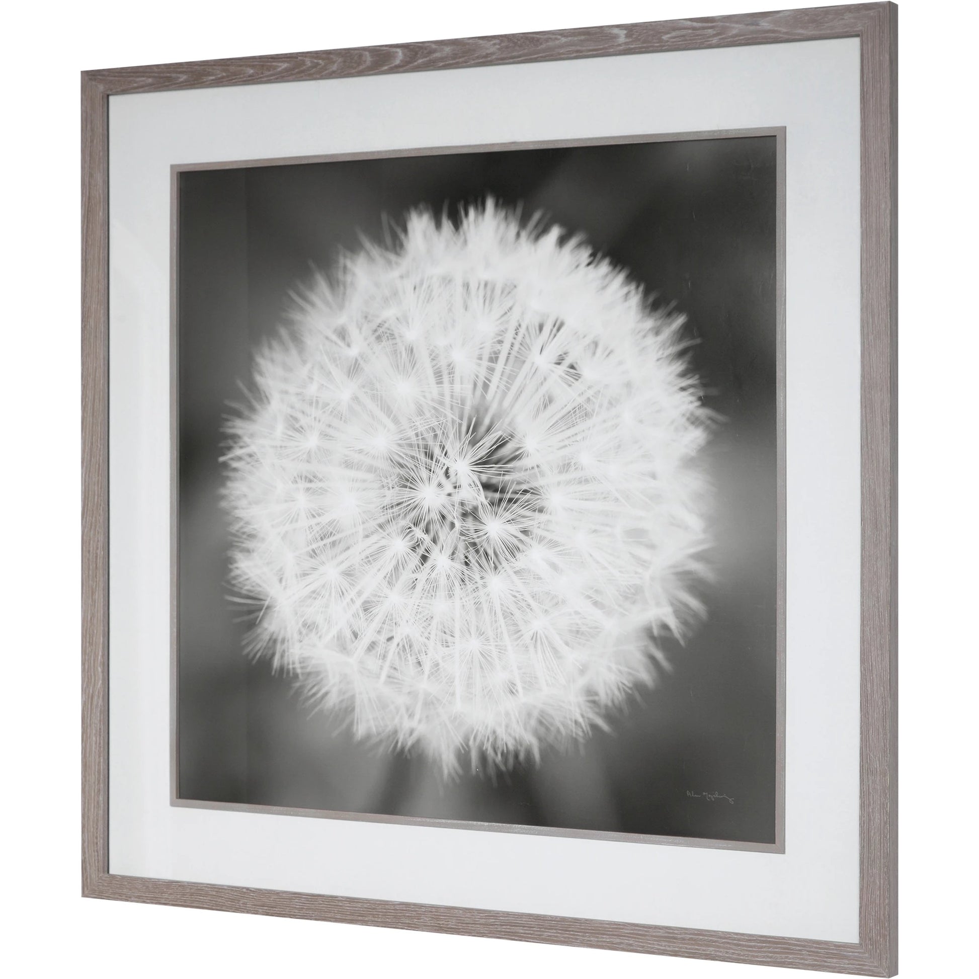 Dandelion Seedhead Framed Print by Uttermost in multi. Made from pinewood, veneer, glass, mdf in a modern style.