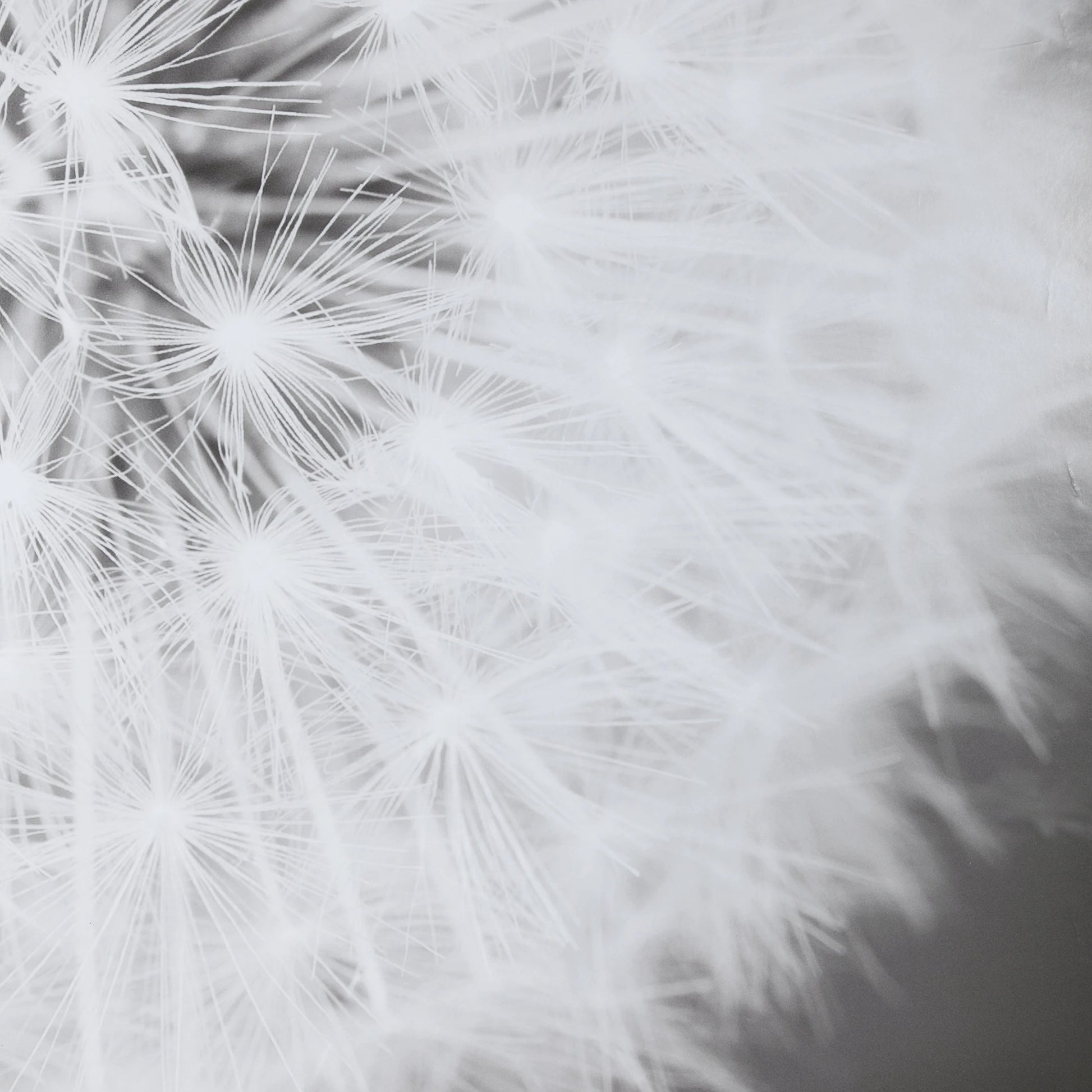 Dandelion Seedhead Framed Print by Uttermost in multi. Made from pinewood, veneer, glass, mdf in a modern style.