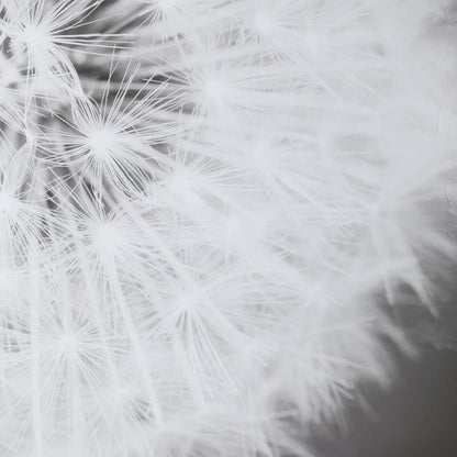 Dandelion Seedhead Framed Print by Uttermost in multi. Made from pinewood, veneer, glass, mdf in a modern style.