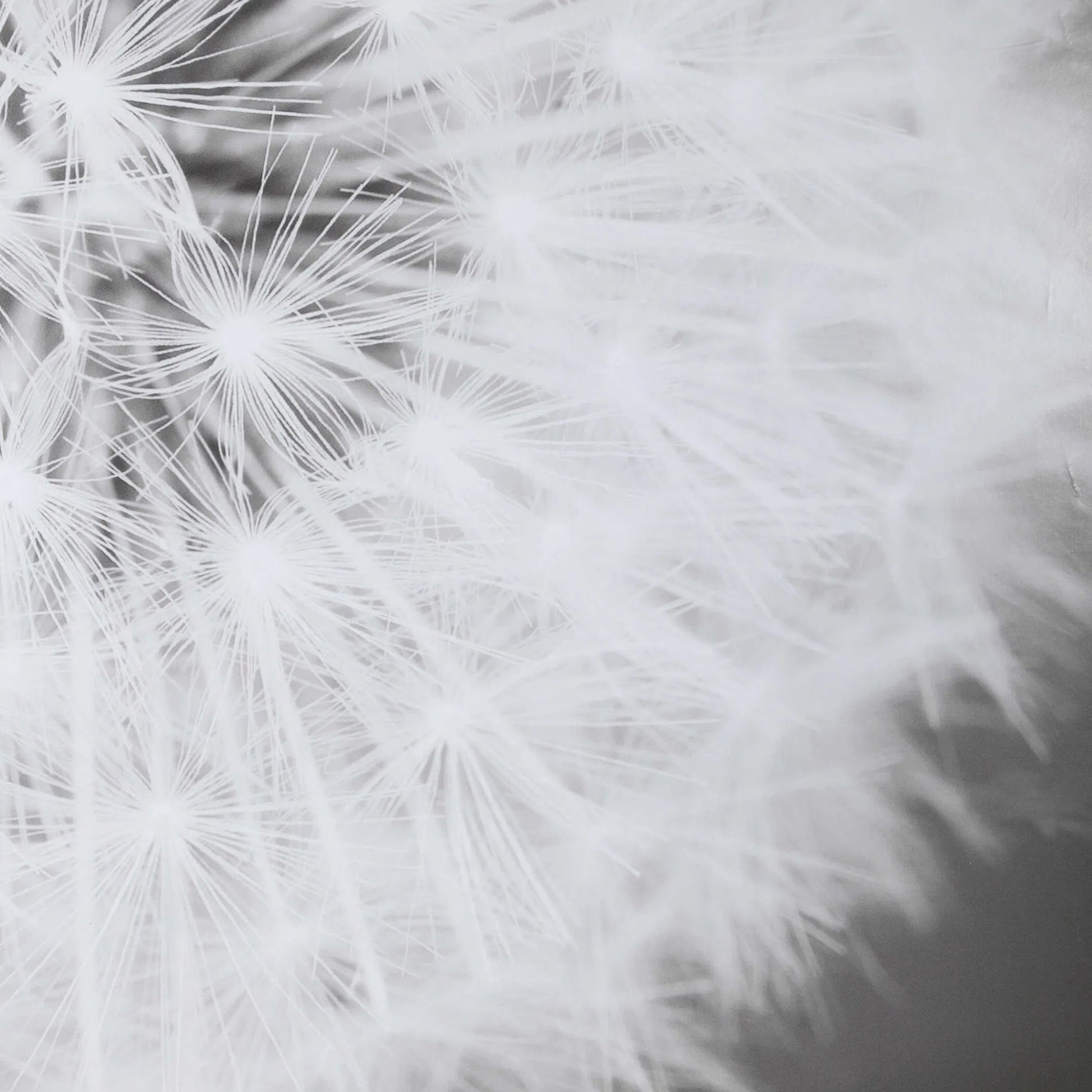 Dandelion Seedhead Framed Print by Uttermost in multi. Made from pinewood, veneer, glass, mdf in a modern style.