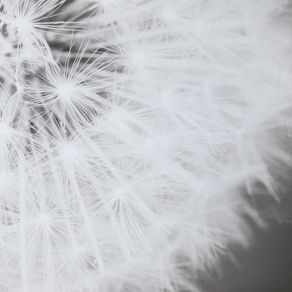 Dandelion Seedhead Framed Print by Uttermost in multi. Made from pinewood, veneer, glass, mdf in a modern style.