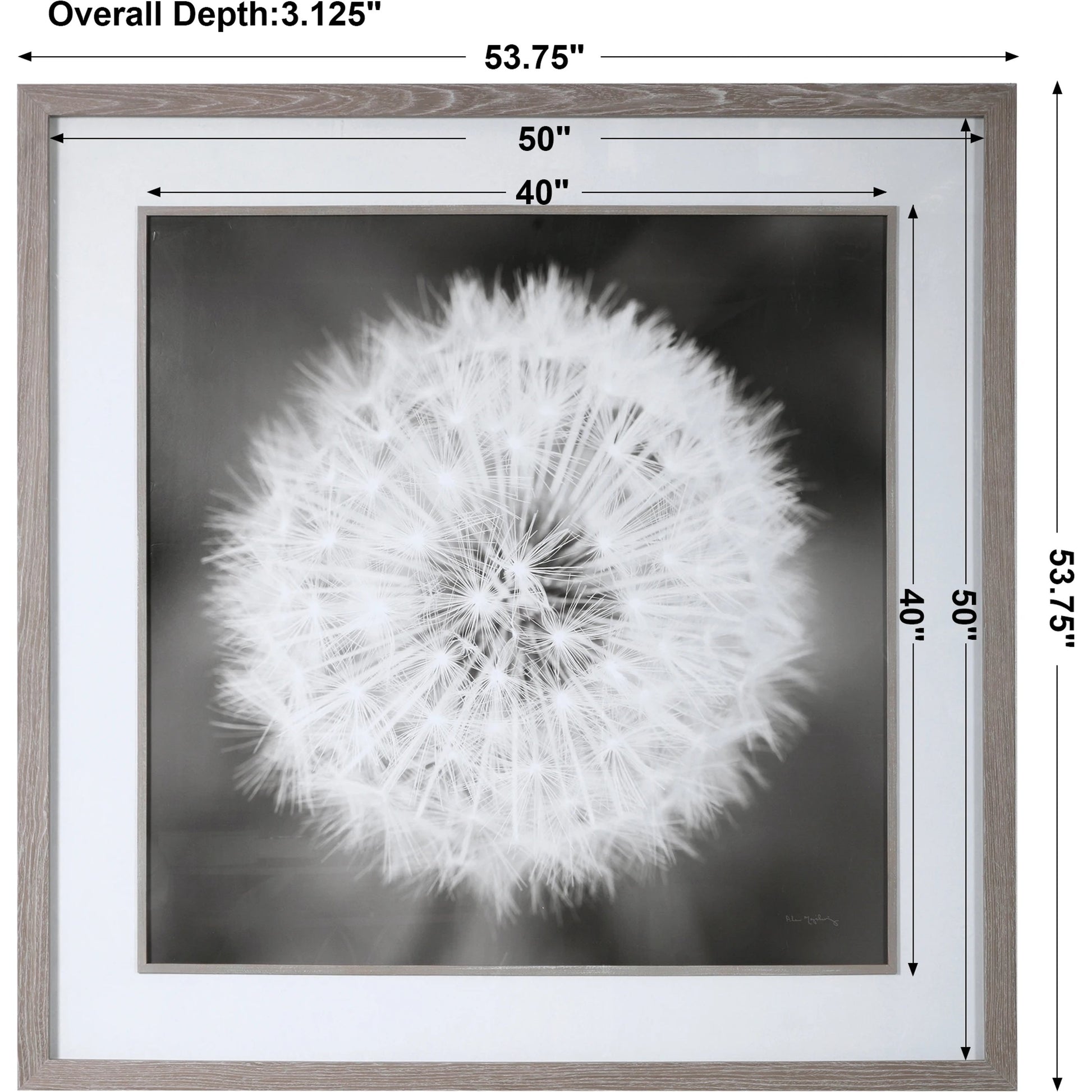 Dandelion Seedhead Framed Print by Uttermost in multi. Made from pinewood, veneer, glass, mdf in a modern style.