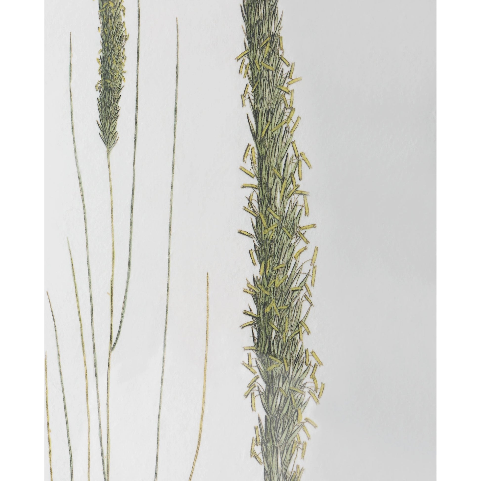 Forest Finds Framed Prints by Uttermost in multi and dark espresso. Made from plastic, glass, paper in a modern style.