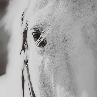 Eyes on the Prize Framed Print by Uttermost in multi and satin black. Made from pinewood, glass, mdf, paper in a modern style.