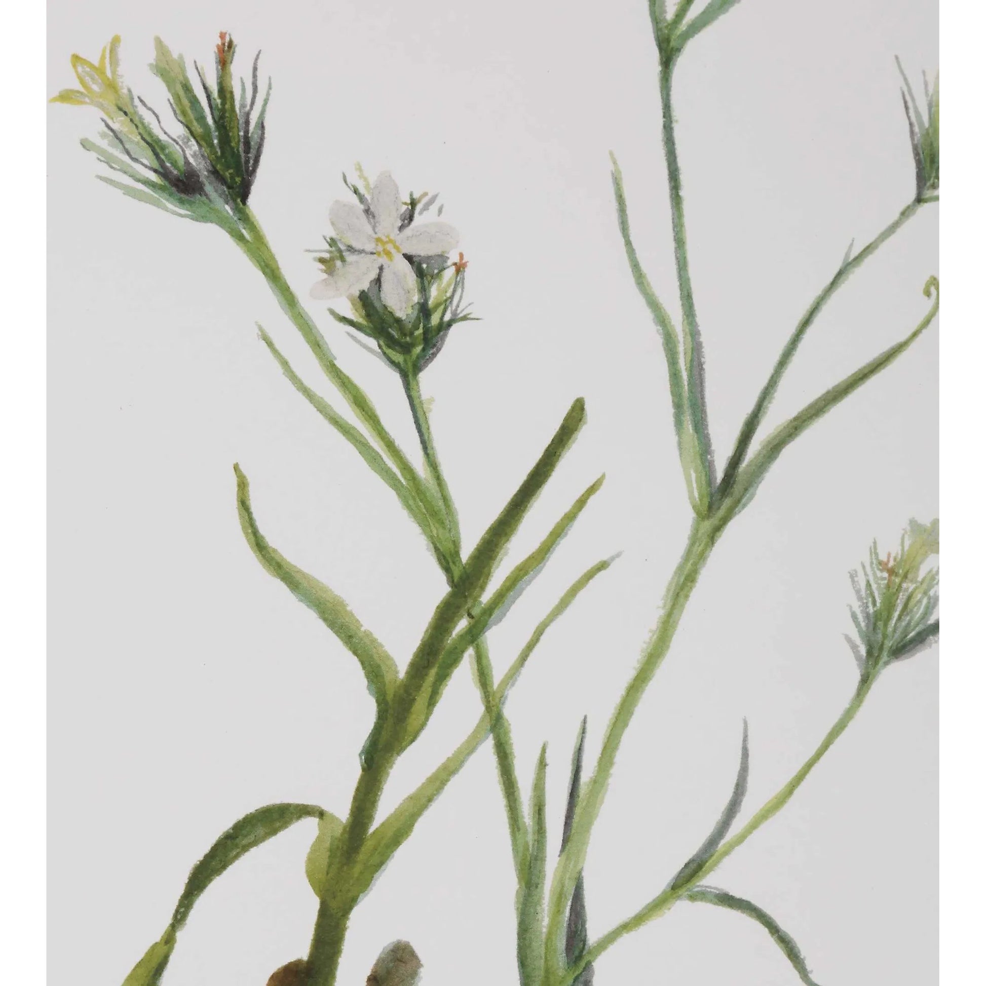 Botanical Flowers Framed Prints by Uttermost. Made from plastic, glass, mdf, paper in a transitional style.
