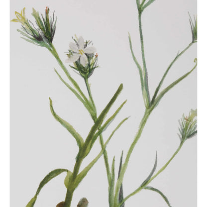 Botanical Flowers Framed Prints by Uttermost. Made from plastic, glass, mdf, paper in a transitional style.