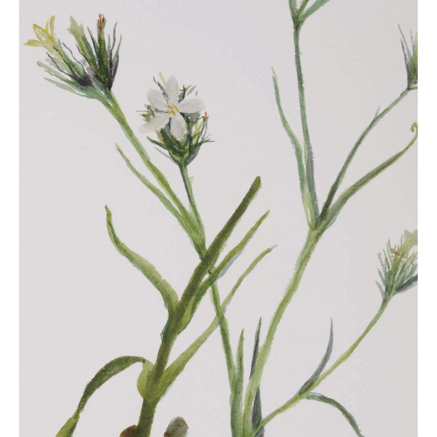 002 SI-2262469 | Closeup | Botanical Flowers Framed Prints by Uttermost. Made from plastic, glass, mdf, paper in a transitional style.