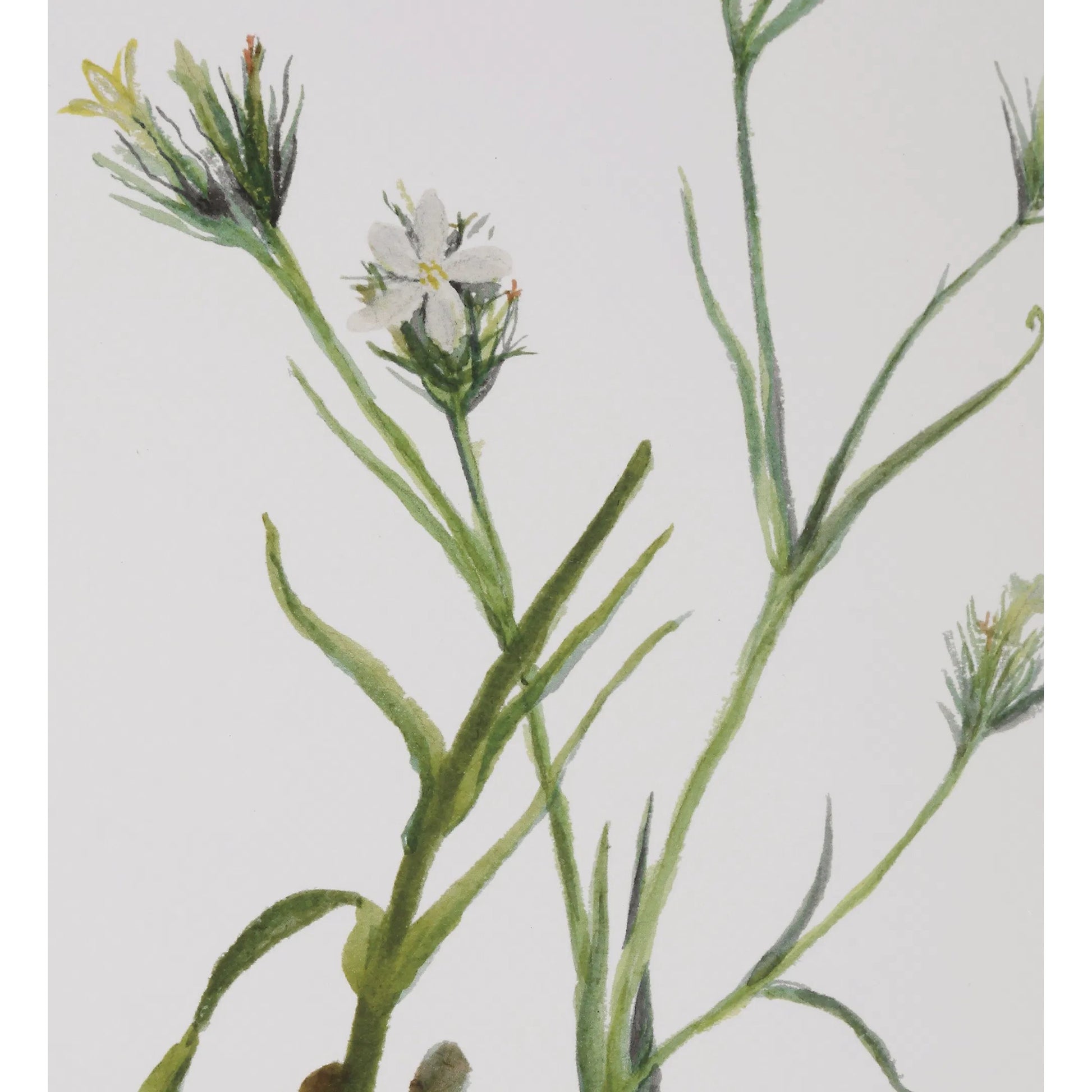 Botanical Flowers Framed Prints by Uttermost. Made from plastic, glass, mdf, paper in a transitional style.