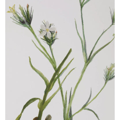 Botanical Flowers Framed Prints by Uttermost. Made from plastic, glass, mdf, paper in a transitional style.