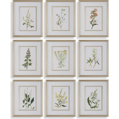 Botanical Flowers Framed Prints by Uttermost. Made from plastic, glass, mdf, paper in a transitional style.