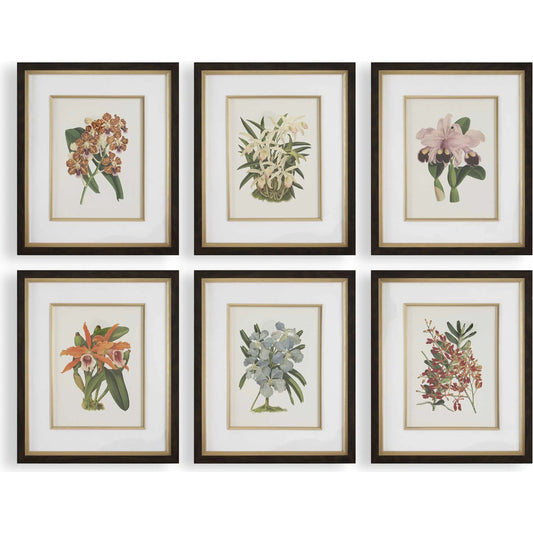 Orchid Botanical Framed Prints by Uttermost in dark walnut. Made from plastic, glass, mdf, paper, linen in a unique style.