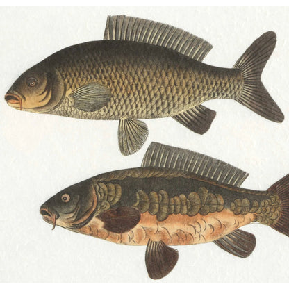The Catch Framed Fish Prints by Uttermost in rustic gray. Made from plastic, glass, mdf, paper in a coastal style.