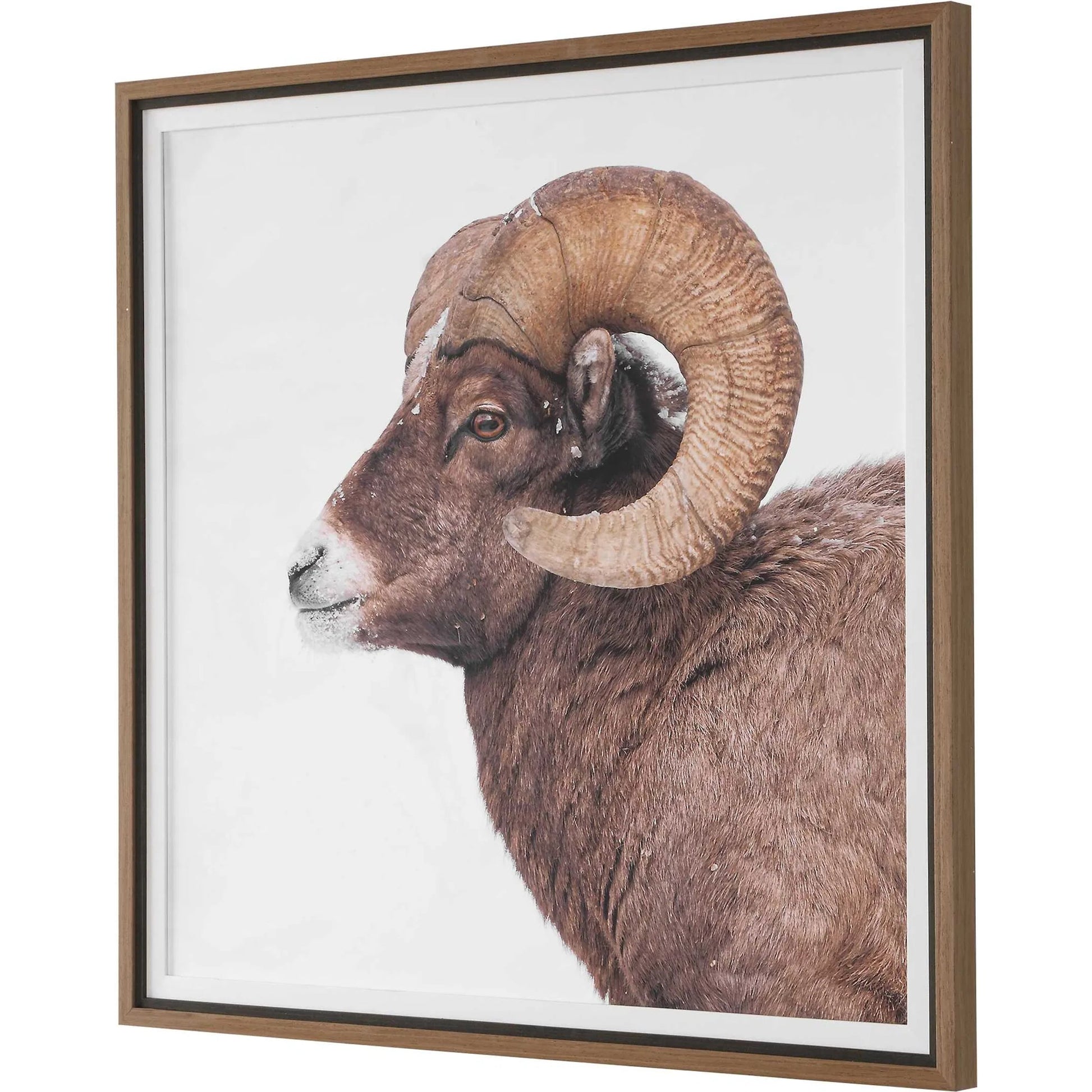 Big Horn Sheep Framed Print by Uttermost. Made from plastic, mdf, paper, linen in a unique style.
