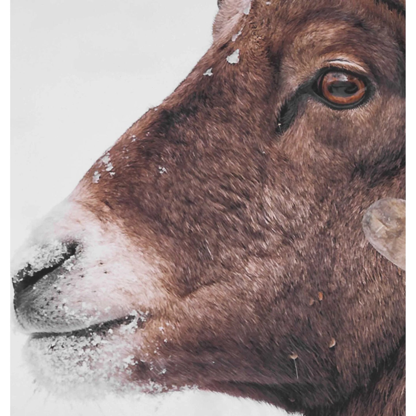 001 SI-2630664 | Additional Silo | Big Horn Sheep Framed Print by Uttermost. Made from plastic, mdf, paper, linen in a unique style.