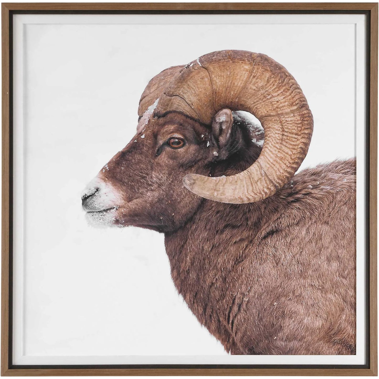 000 SI-2630664 | Primary Silo | Big Horn Sheep Framed Print by Uttermost. Made from plastic, mdf, paper, linen in a unique style.