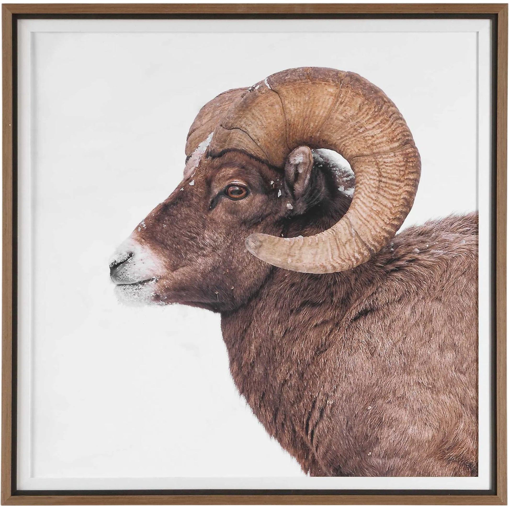Big Horn Sheep Framed Print by Uttermost. Made from plastic, mdf, paper, linen in a unique style.