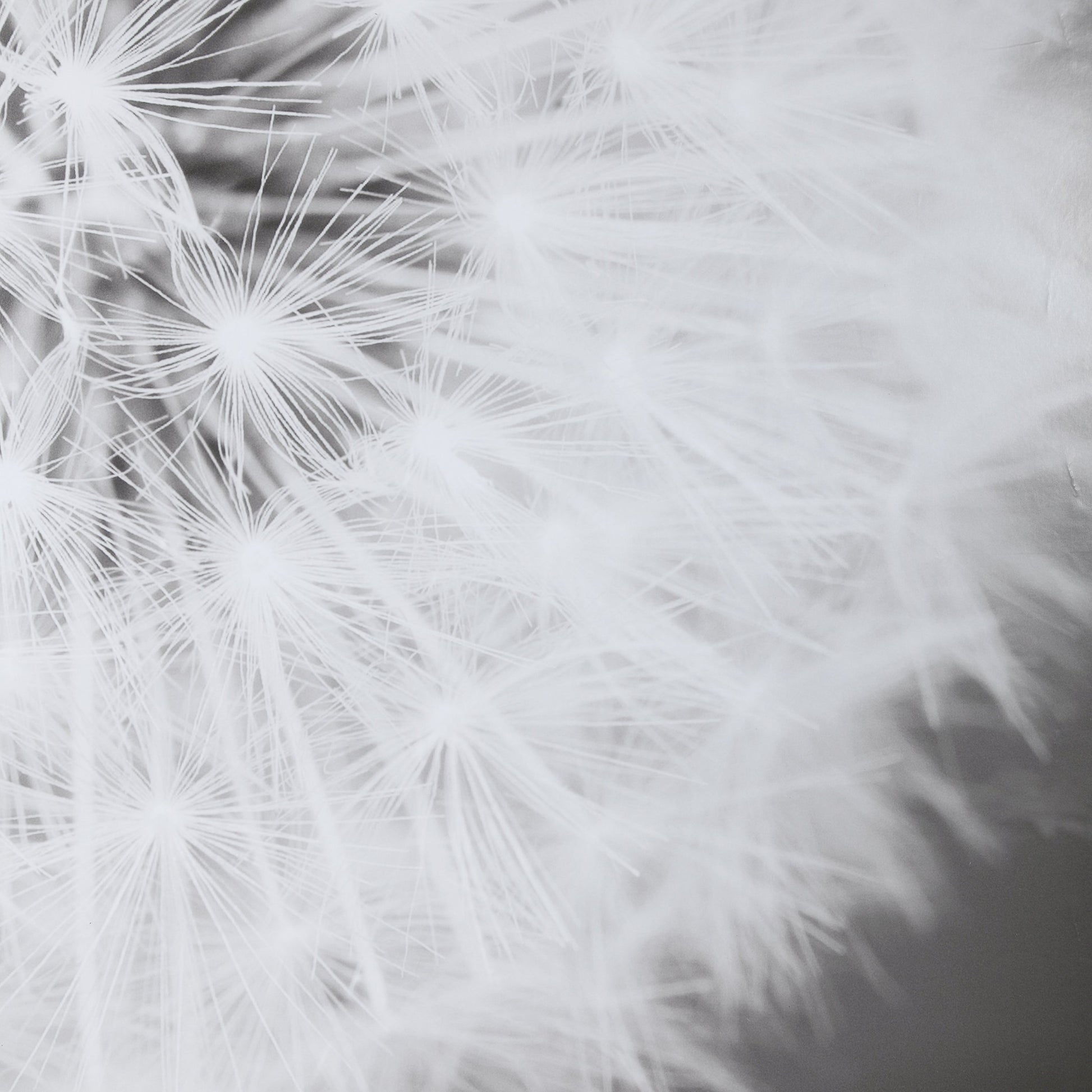 Dandelion Seedhead Framed Print by Uttermost in multi. Made from pinewood, veneer, glass, mdf in a modern style.