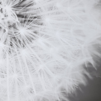Dandelion Seedhead Framed Print by Uttermost in multi. Made from pinewood, veneer, glass, mdf in a modern style.