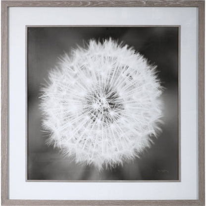 Dandelion Seedhead Framed Print by Uttermost in multi. Made from pinewood, veneer, glass, mdf in a modern style.