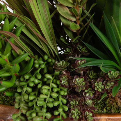Salar Succulents in Teak Bowl by Uttermost in teak. Made from polyester, foam, teak wood in a modern style.