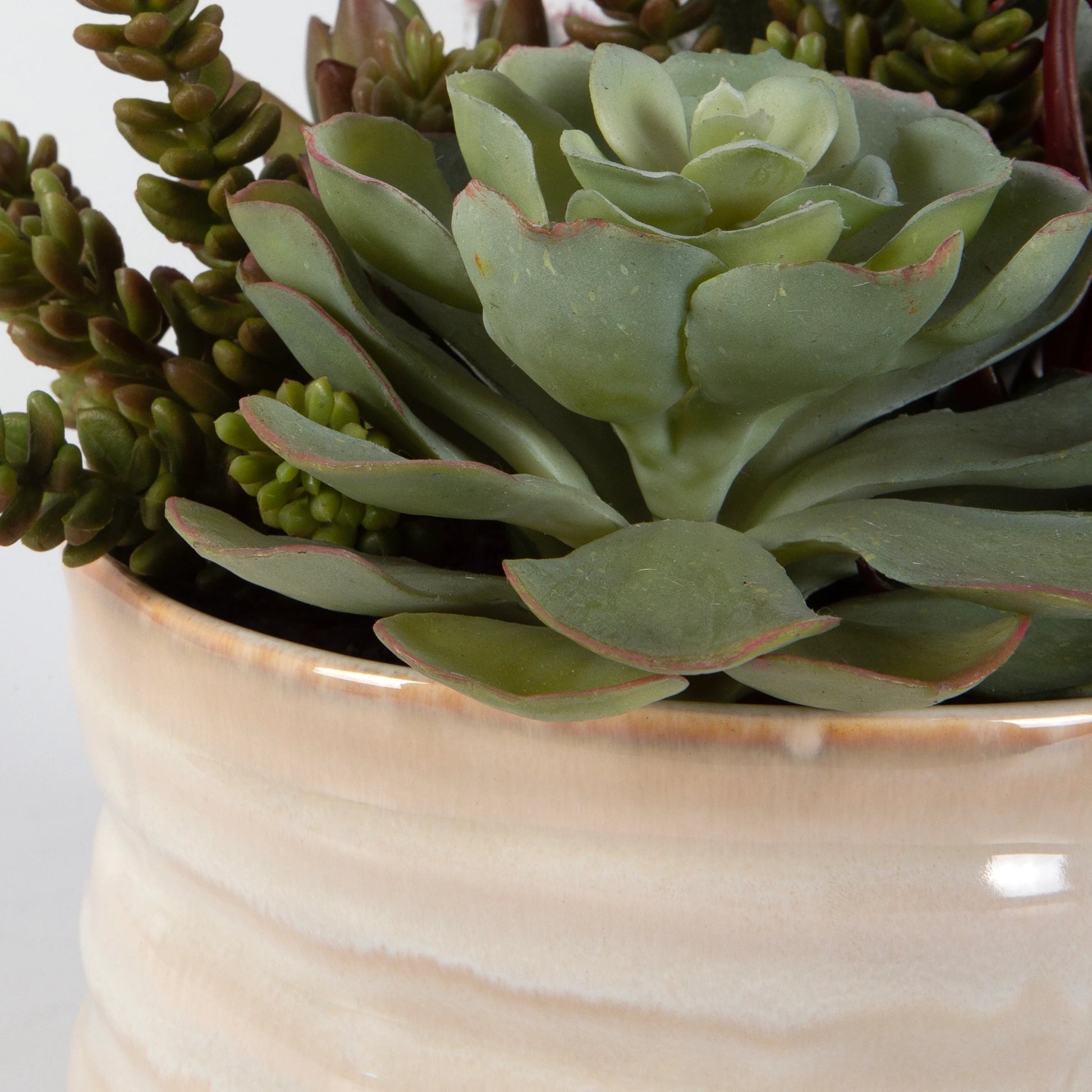 Mesa Succulent Accent by Uttermost in tan. Made from plastic, ceramic, foam, iron, glue in a modern style.