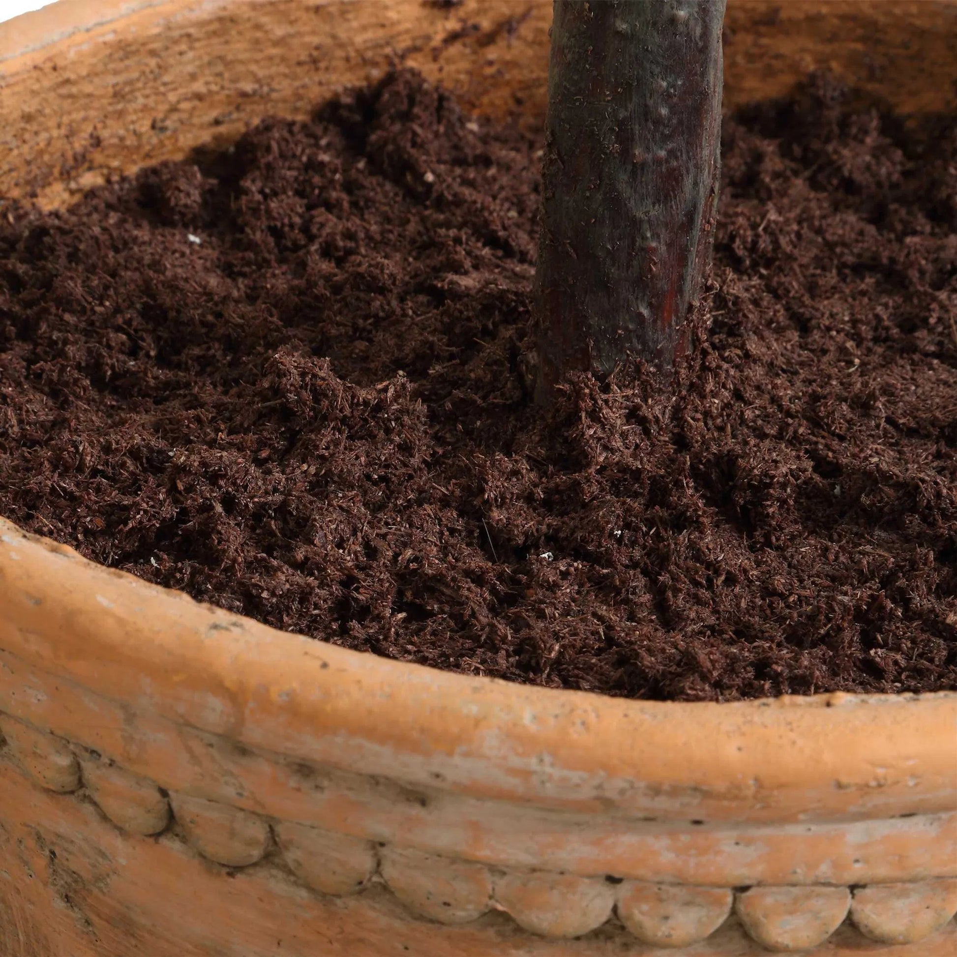 Olea Potted Olive Tree by Uttermost in terracotta. Made from polyester, plastic, glue in a rustic style.