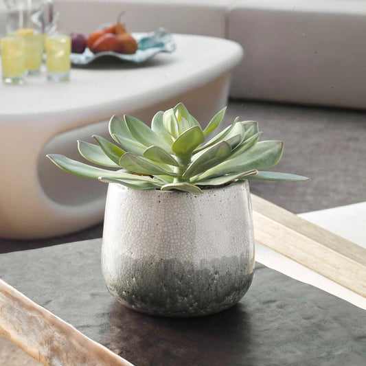 Dudleya Outdoor Succulent by Uttermost in gray. Made from ceramic, fabric, latex, rocks, foam in a unique style.