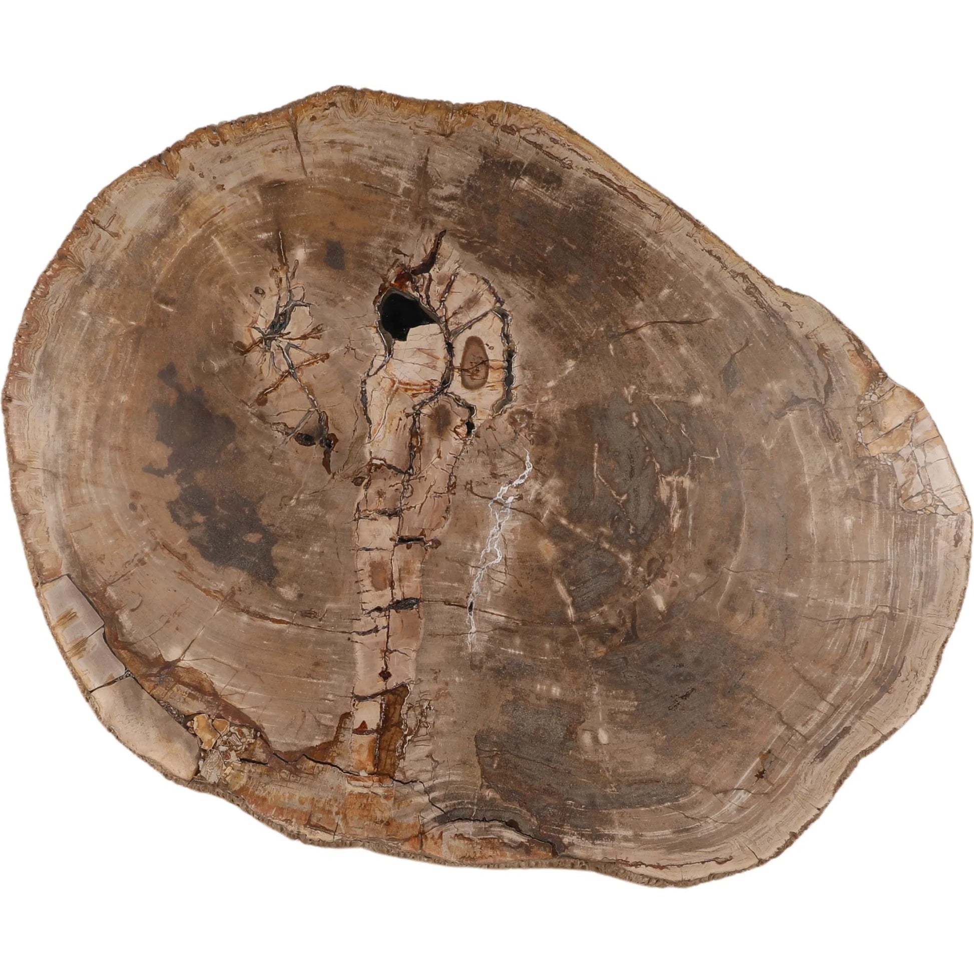 Aleah Coffee Table by Arch & Plane in light natural. Made from petrified wood in a unique style.
