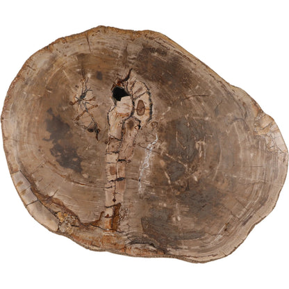 Aleah Coffee Table by Arch & Plane in light natural. Made from petrified wood in a unique style.