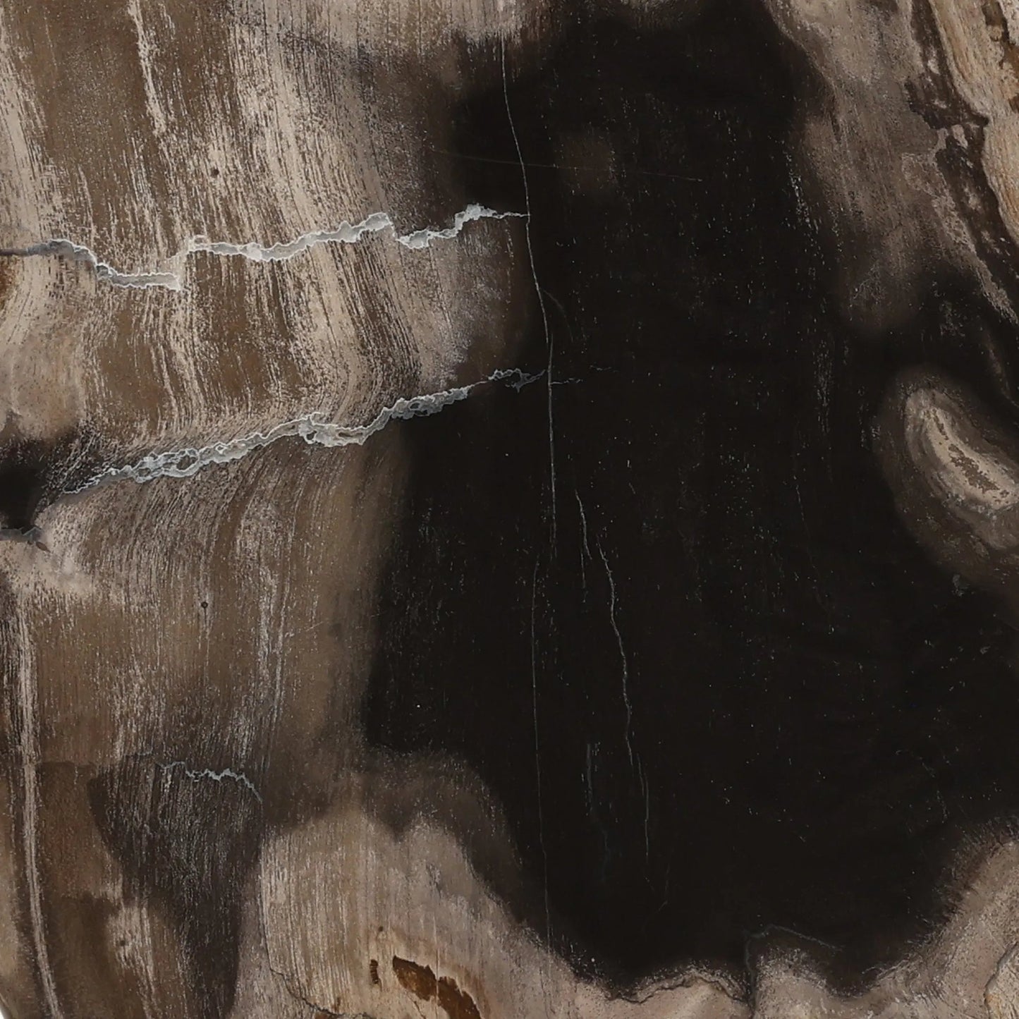004 SI-2532856 | Closeup | Taya Sculpture by Arch & Plane in black. Made from petrified wood, iron in a unique style.