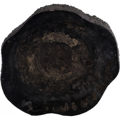 Chaka Petrified Coffee Table by Phillips Collection in black. Made from petrified wood fiberglass, resin in a unique style.