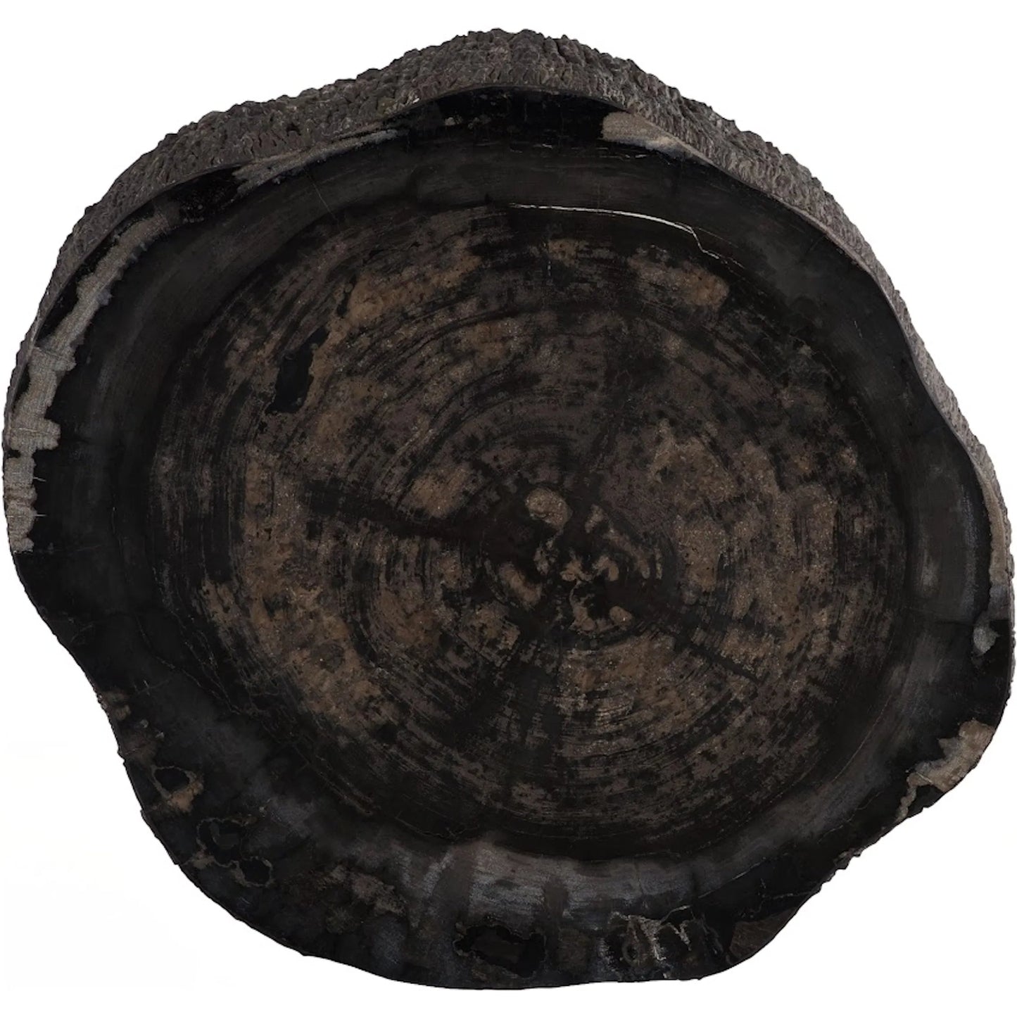 006 SI-2527631 | Additional Silo | Chaka Petrified Coffee Table by Phillips Collection in black. Made from petrified wood fiberglass, resin in a unique style.