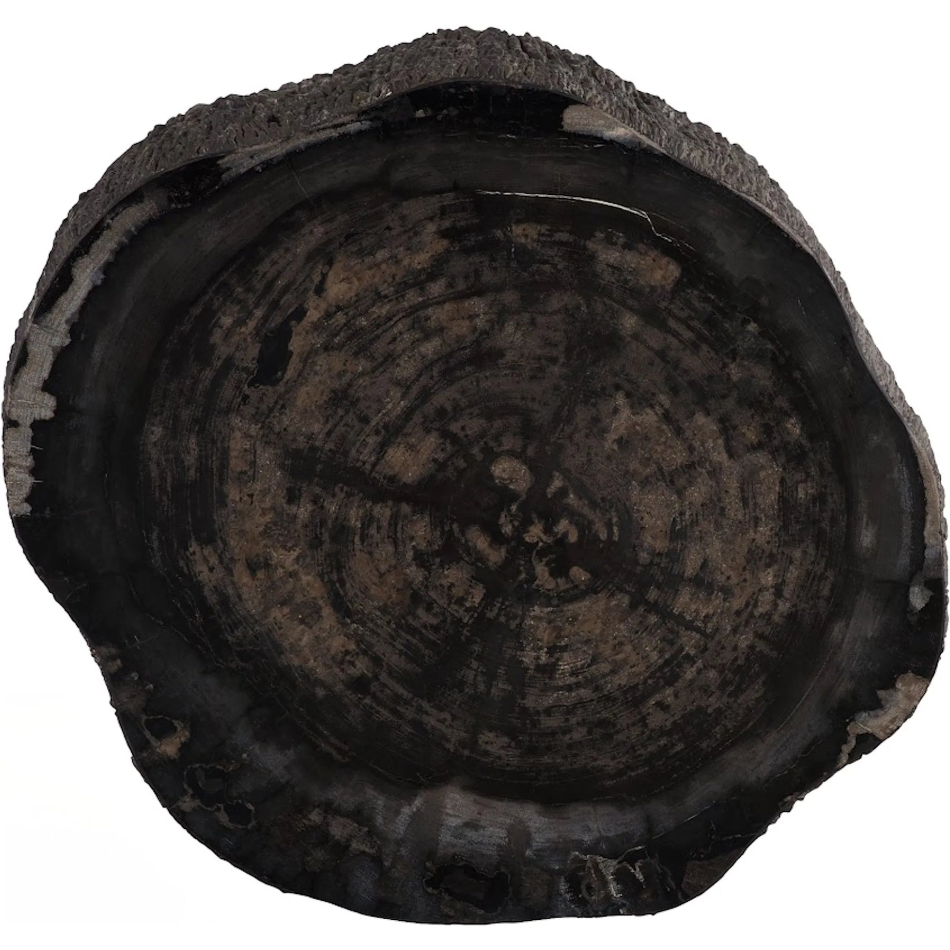 Chaka Petrified Coffee Table by Phillips Collection in black. Made from petrified wood fiberglass, resin in a unique style.