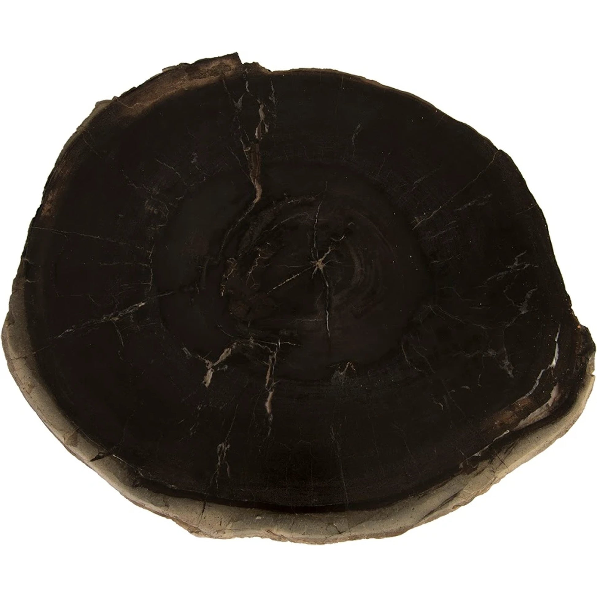 Petrified Wood Coffee Table by Phillips Collection in black. Made from petrified wood metal, stainless steel in a modern style.
