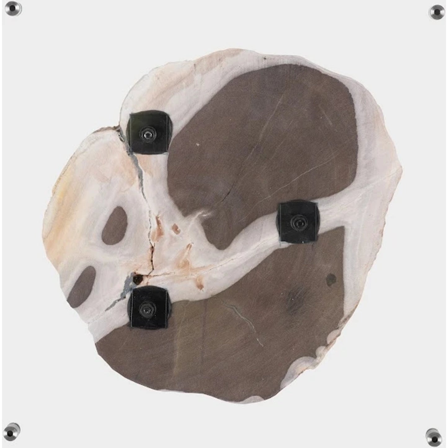 004 SR-820378 | Additional Silo | Floating Petrified Slice Wall Art by Phillips Collection in black, beige. Made from petrified wood in a modern style.