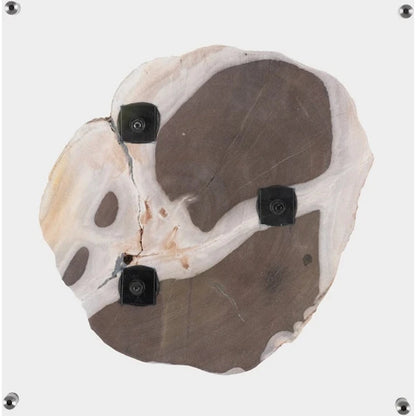 Floating Petrified Slice Wall Art by Phillips Collection in black, beige. Made from petrified wood in a modern style.