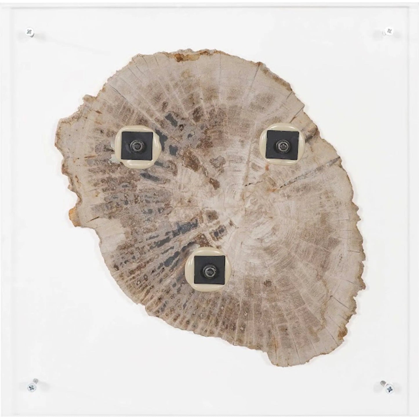 005 SR-820378 | Additional Silo | Floating Petrified Slice Wall Art by Phillips Collection in black, beige. Made from petrified wood in a modern style.