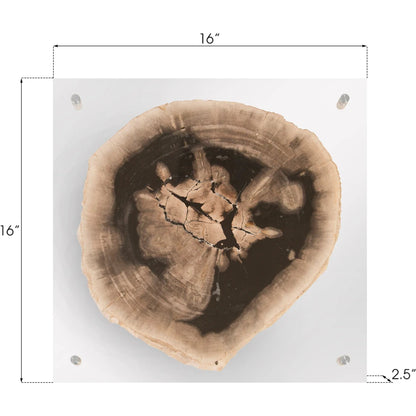 Floating Petrified Slice Wall Art by Phillips Collection in black, beige. Made from petrified wood in a modern style.