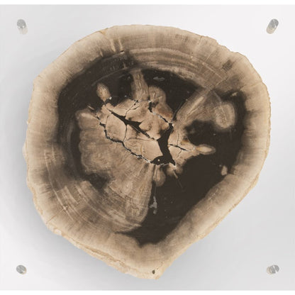 Floating Petrified Slice Wall Art by Phillips Collection in black, beige. Made from petrified wood in a modern style.