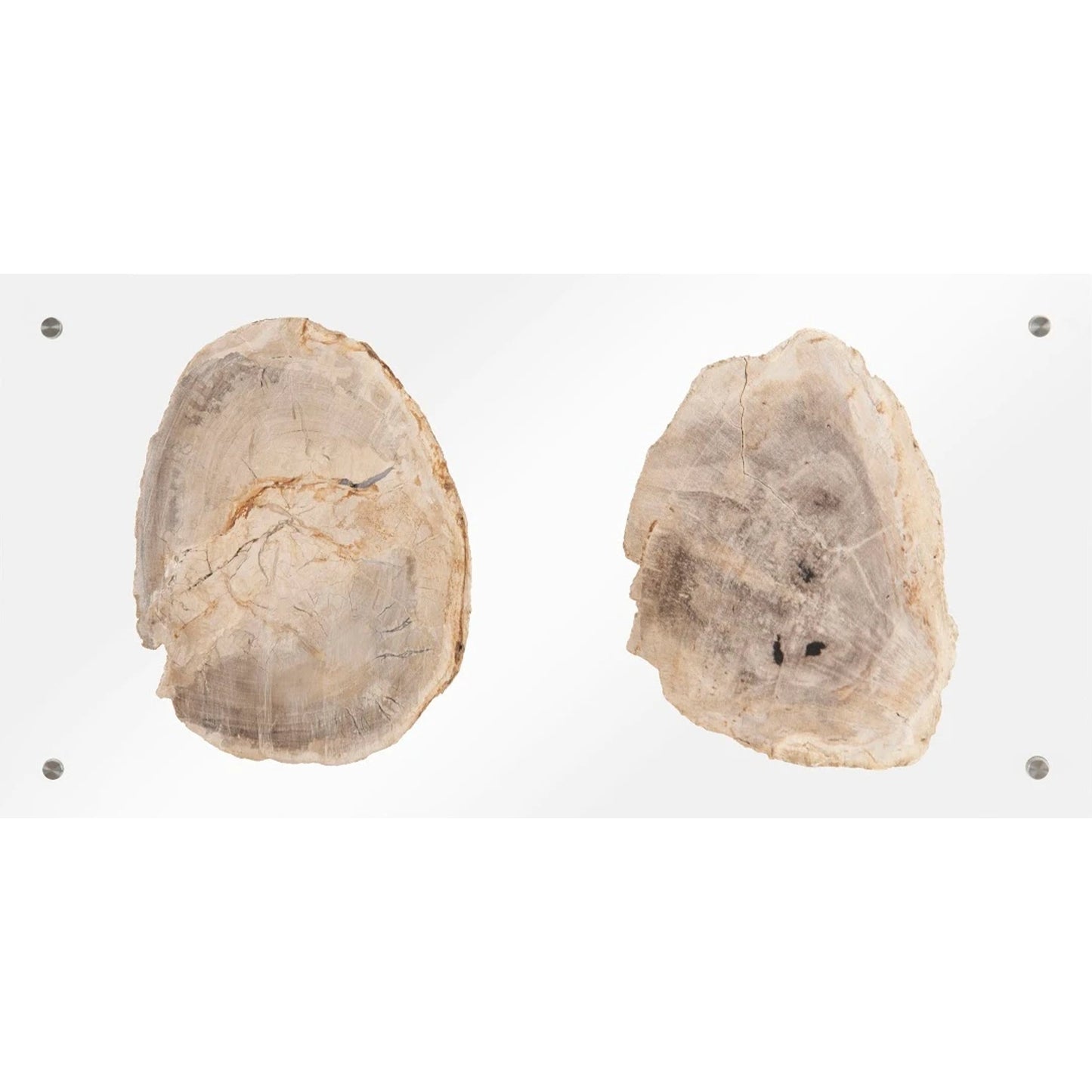 006 SR-820377 | Additional Silo | Floating Petrified Double Slice Wall Art by Phillips Collection in beige, black. Made from petrified wood in a modern style.